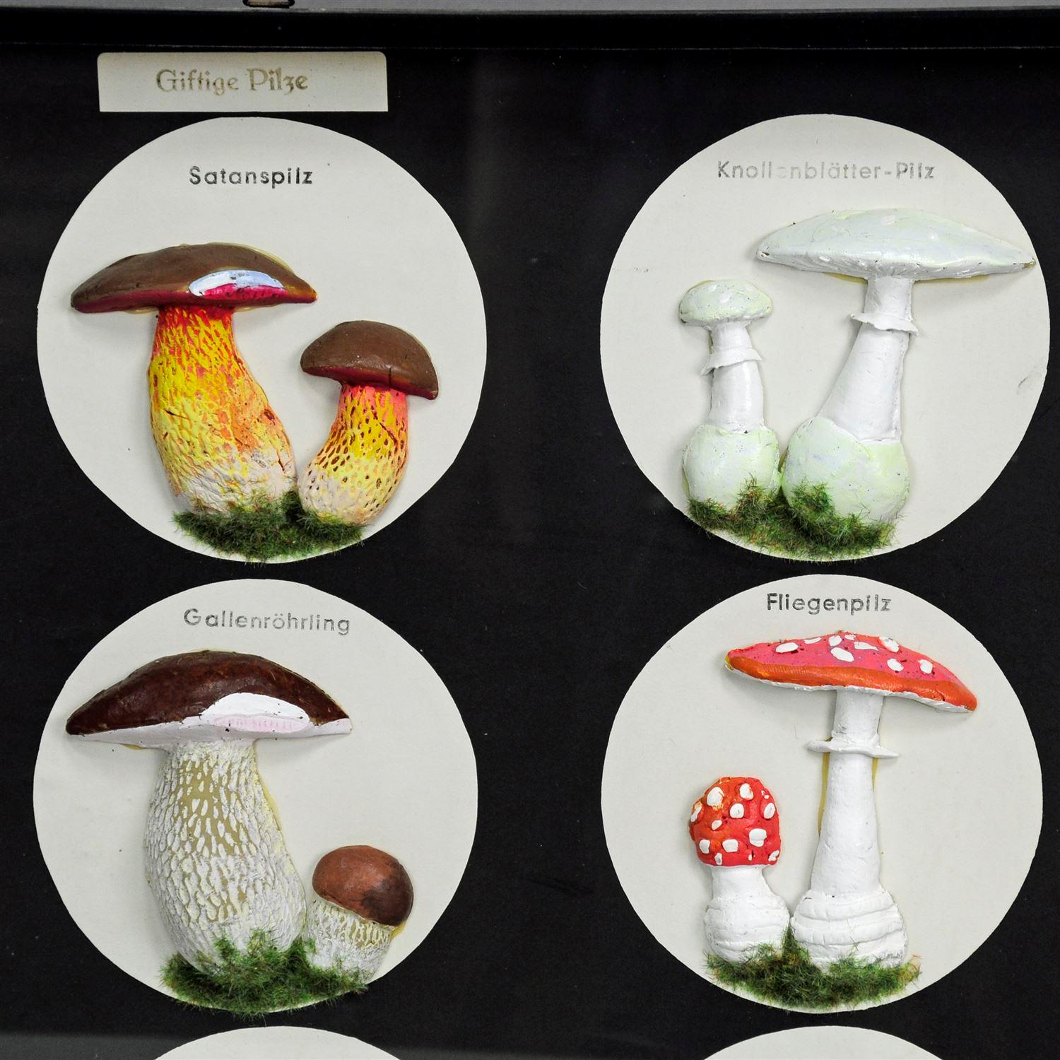 Mid-Century Modern Vintage School Teaching Display Poisonous Mushrooms