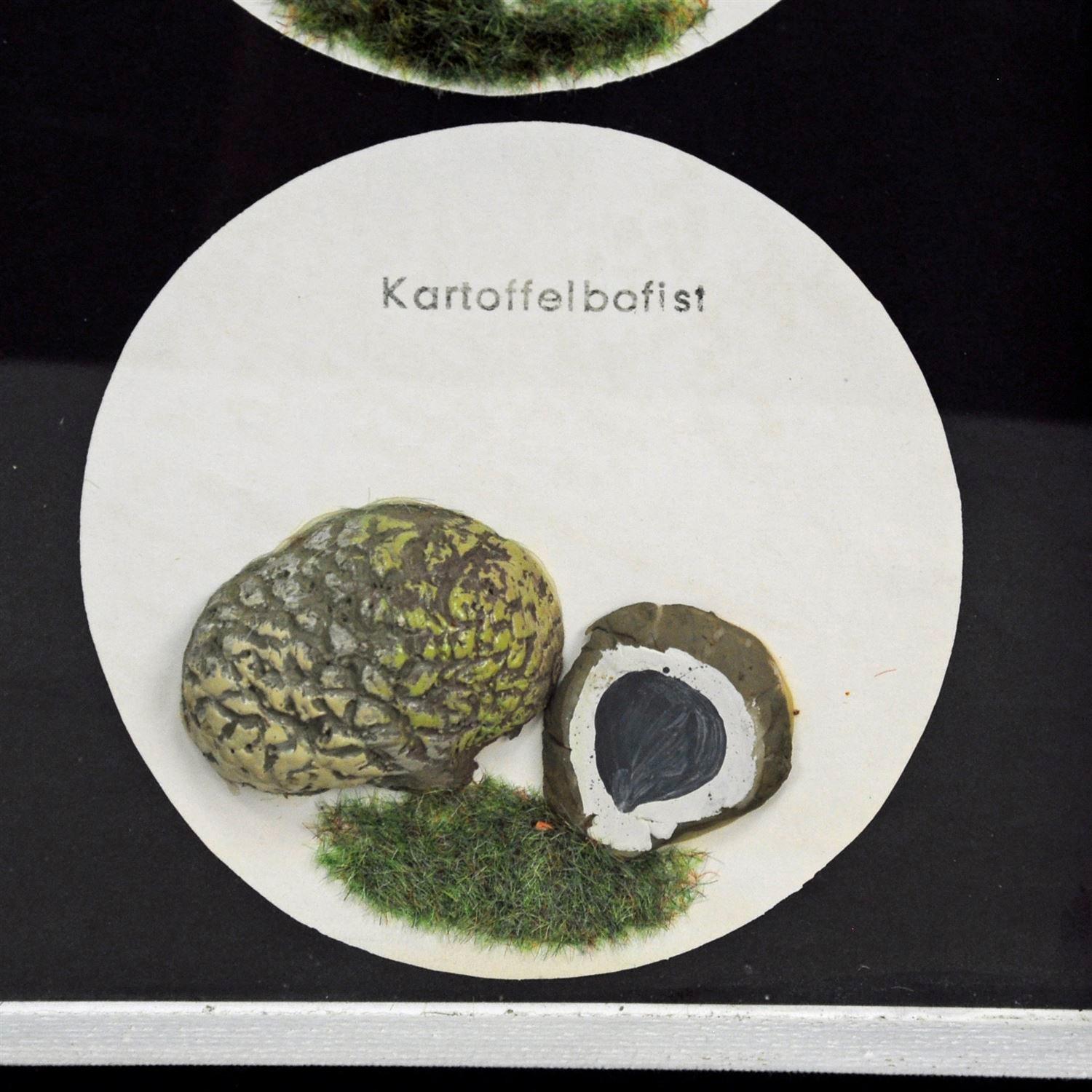 German Vintage School Teaching Display Poisonous Mushrooms