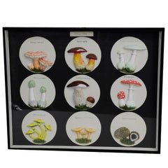 Vintage School Teaching Display Poisonous Mushrooms