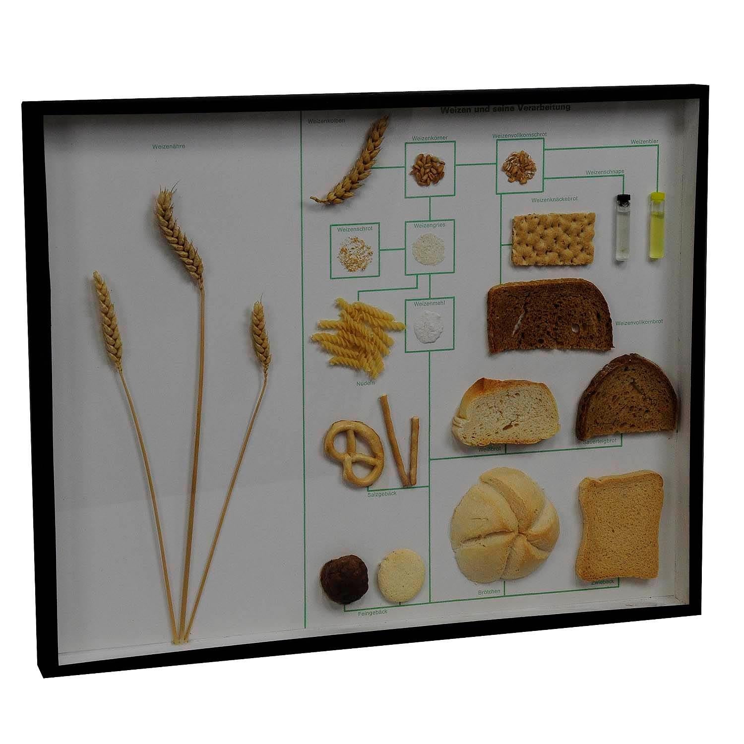 Vintage School Teaching Display Wheat Corn and its Products

A vintage glass showcase illustrating the wheat corn and products made out of wheat as there are bread, toast, pasta, flour, etc.. Used as teaching material in German schools ca.