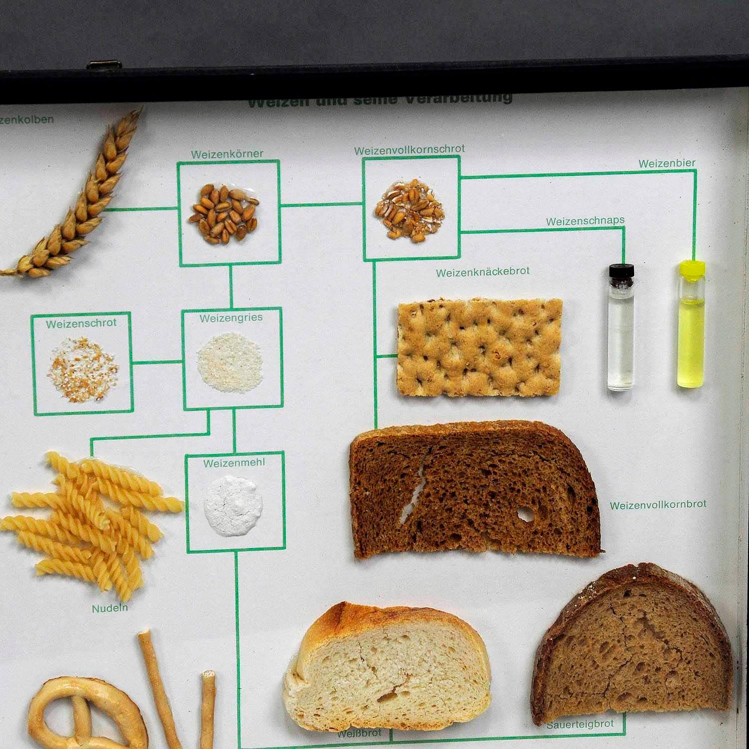 Vintage School Teaching Display Weizen Mais und seine Produkte (Moderne der Mitte des Jahrhunderts) im Angebot