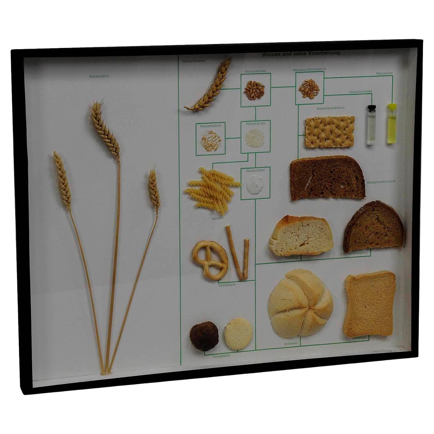 Vintage School Teaching Display Wheat Corn and its Products (Blé, maïs et ses produits)
