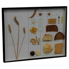 Vintage School Teaching Display Wheat Corn and its Products