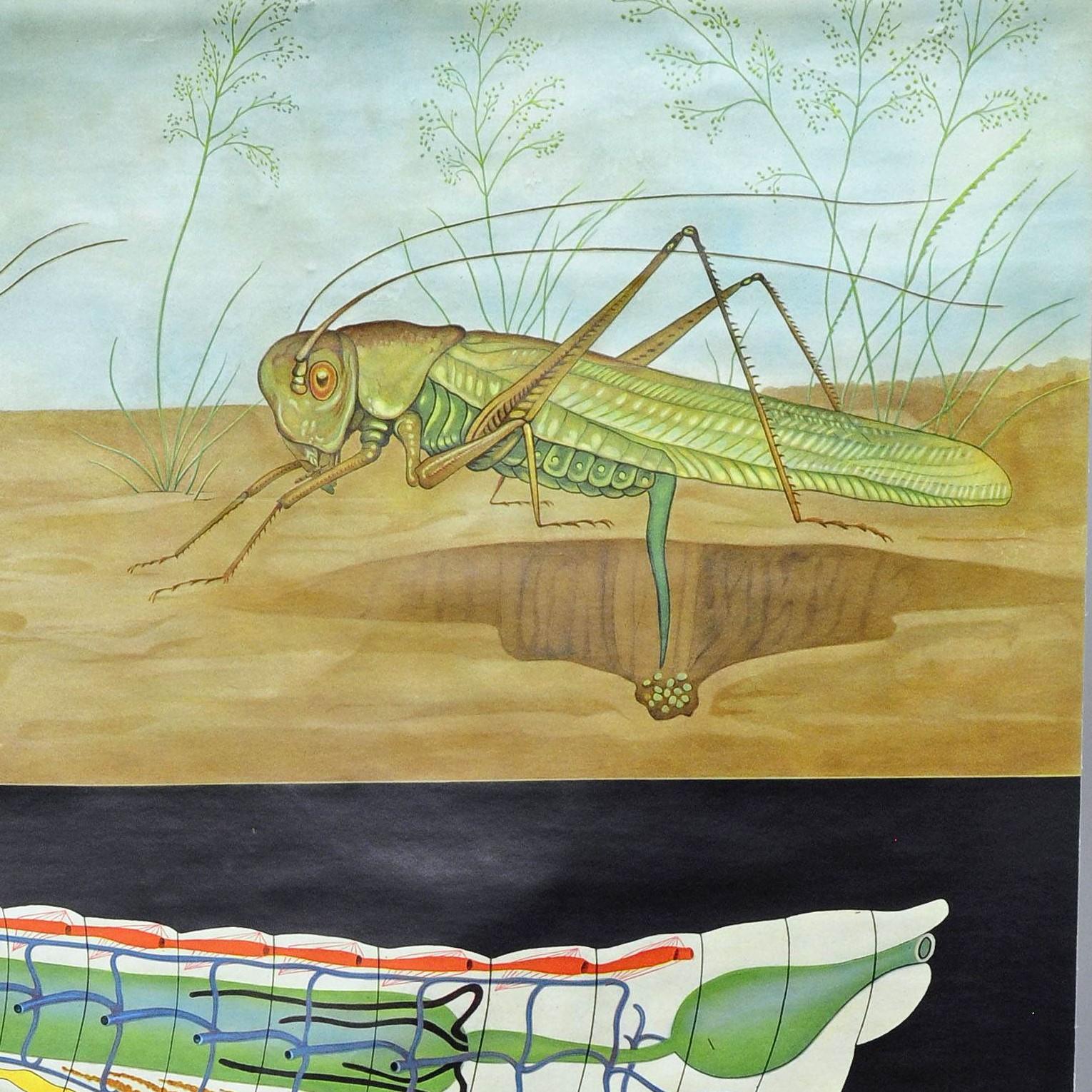A fantastic Jung Koch Quentell close up depicting a bush cricket on the ground and different details of its body. Used as teaching material in German schools. Colorful print on paper reinforced with canvas. Published by Hagemann,