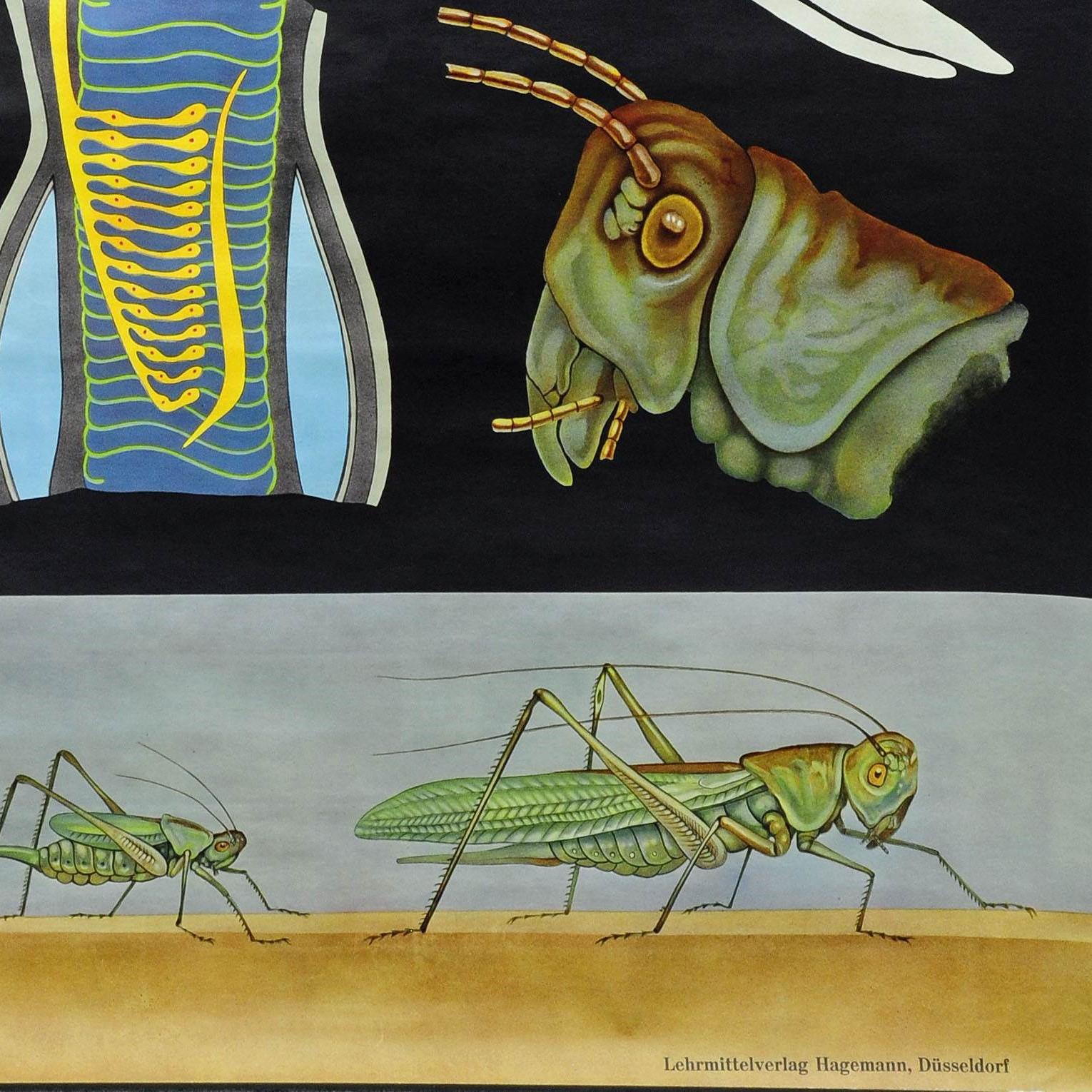 Tela Grafico murale d'epoca Countrycore Jung Koch Quentell Bush Cricket Poster in vendita