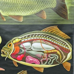 Countrycore Mural Vintage Wall Chart Jung Koch Quentell Carp Maritime Decoration