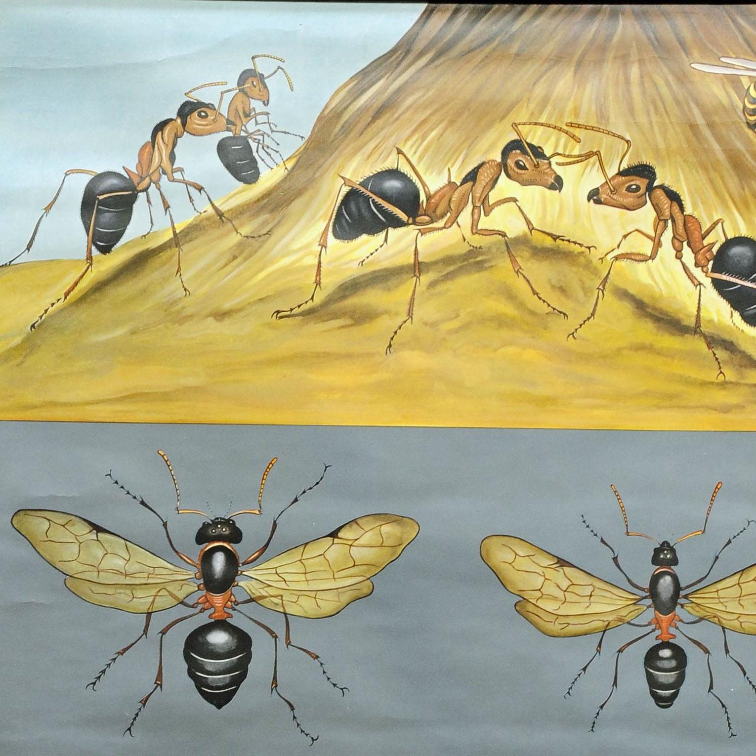 Un fantastique gros plan de Koch Quentell représentant les fourmis rouges des bois sur le sol et différents détails de son corps. Utilisé comme matériel pédagogique dans les écoles allemandes. Impression colorée sur papier renforcé par de la toile.