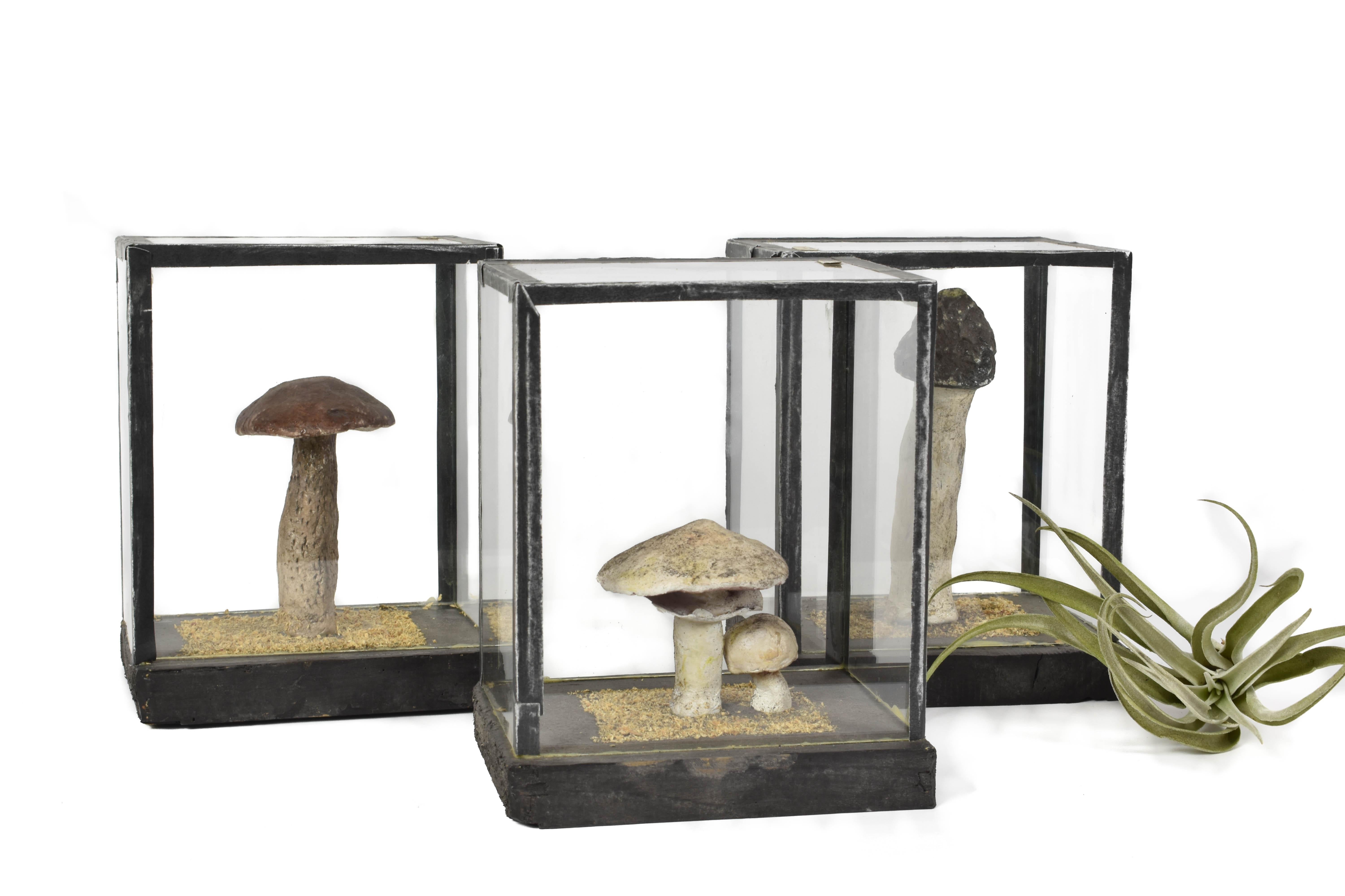 A fantastic set of three scientific mushroom models in their original case dating back to the 1950s. Each case still has the original handwritten label in the corner.