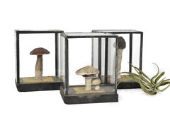 FINAL SALE Vintage Scientific Plaster Mushroom Models in Plexiglass Case