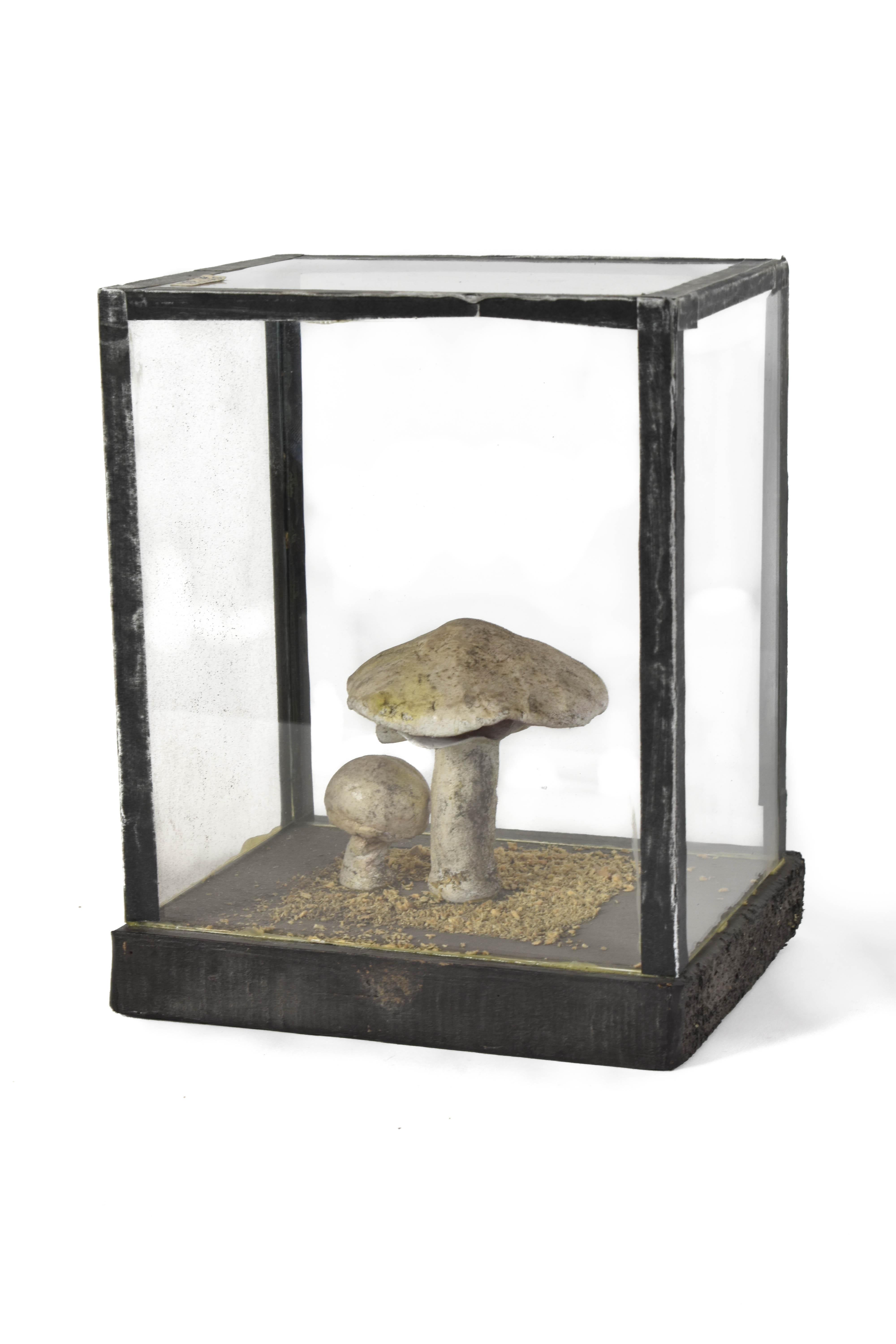 German FINAL SALE Vintage Scientific Plaster Mushroom Models in Plexiglass Case For Sale