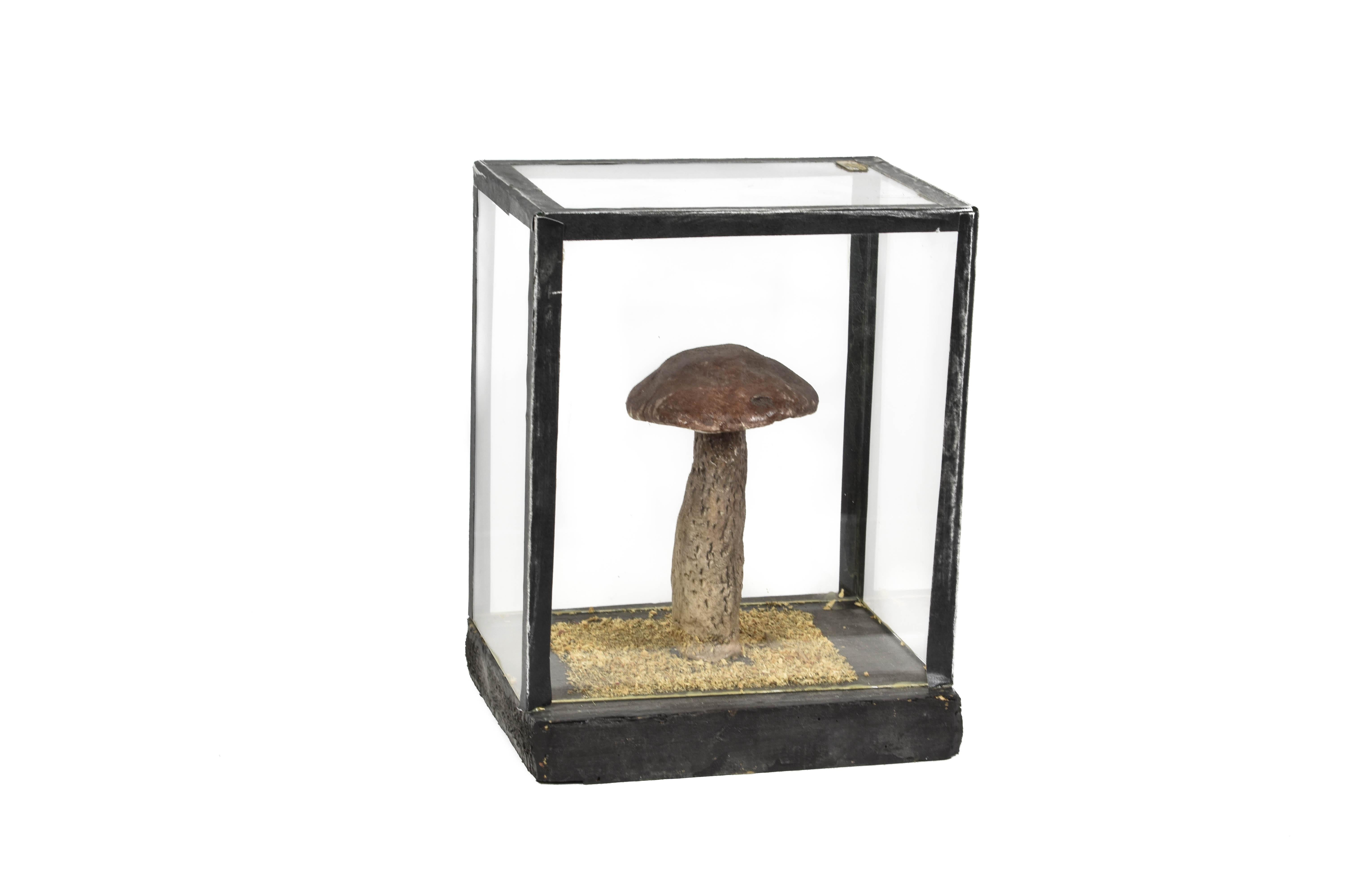 FINAL SALE Vintage Scientific Plaster Mushroom Models in Plexiglass Case In Good Condition For Sale In Amsterdam, NL