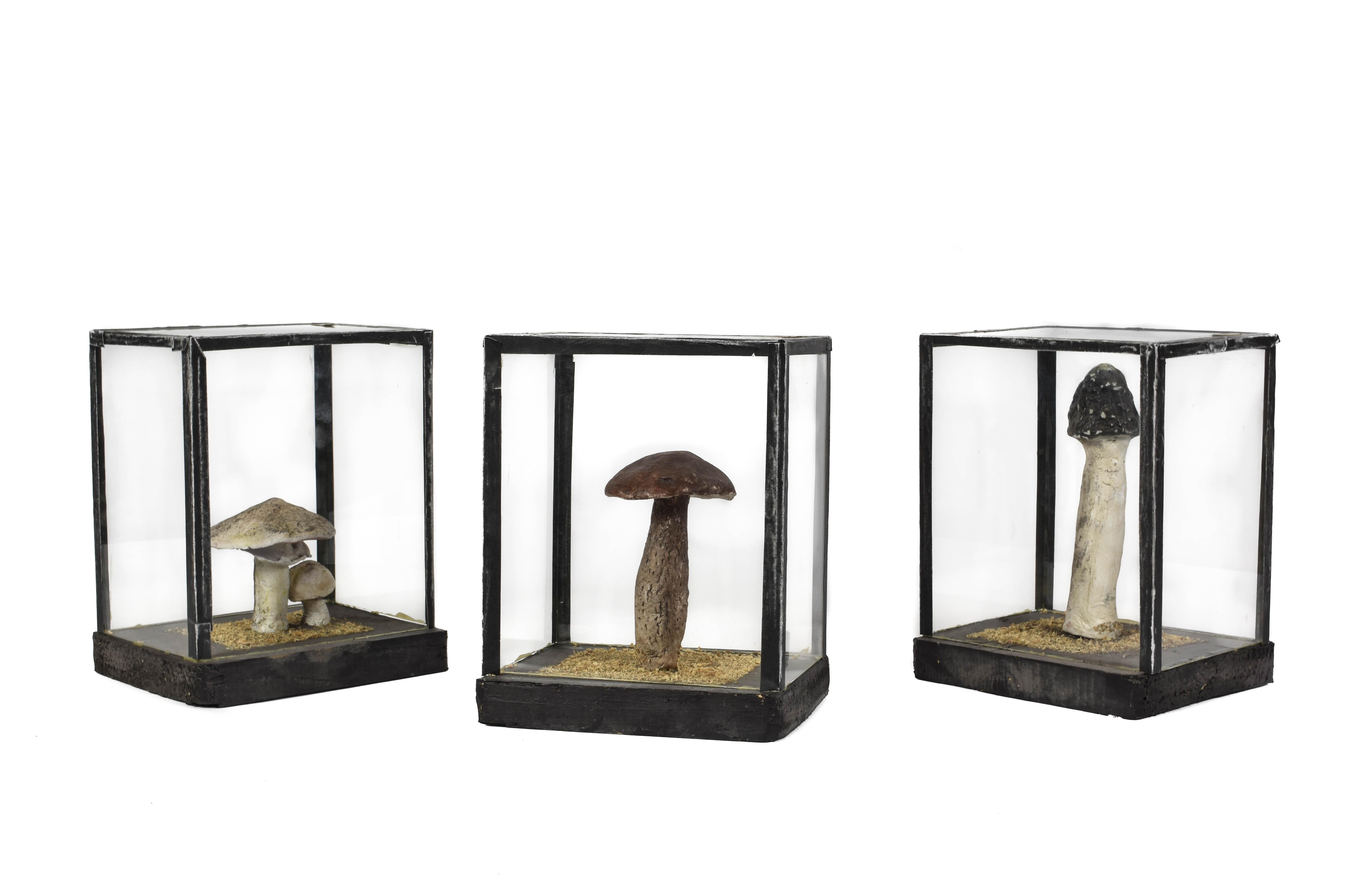 FINAL SALE Vintage Scientific Plaster Mushroom Models in Plexiglass Case For Sale 1
