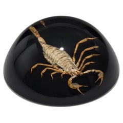 Vintage Scorpion in Lucite Dome Paperweight