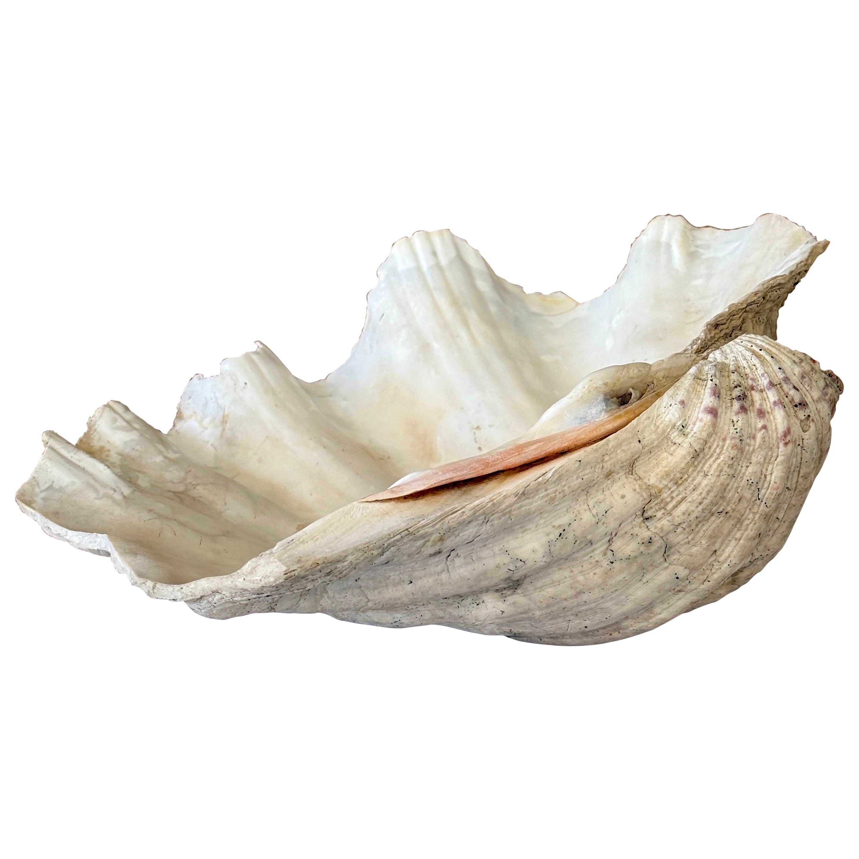 Vintage Sculptural Coastal Tridacna Gigas Muschelschale