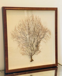 Vintage Black Coral Sea Fan Palm Beach Coastal Framed