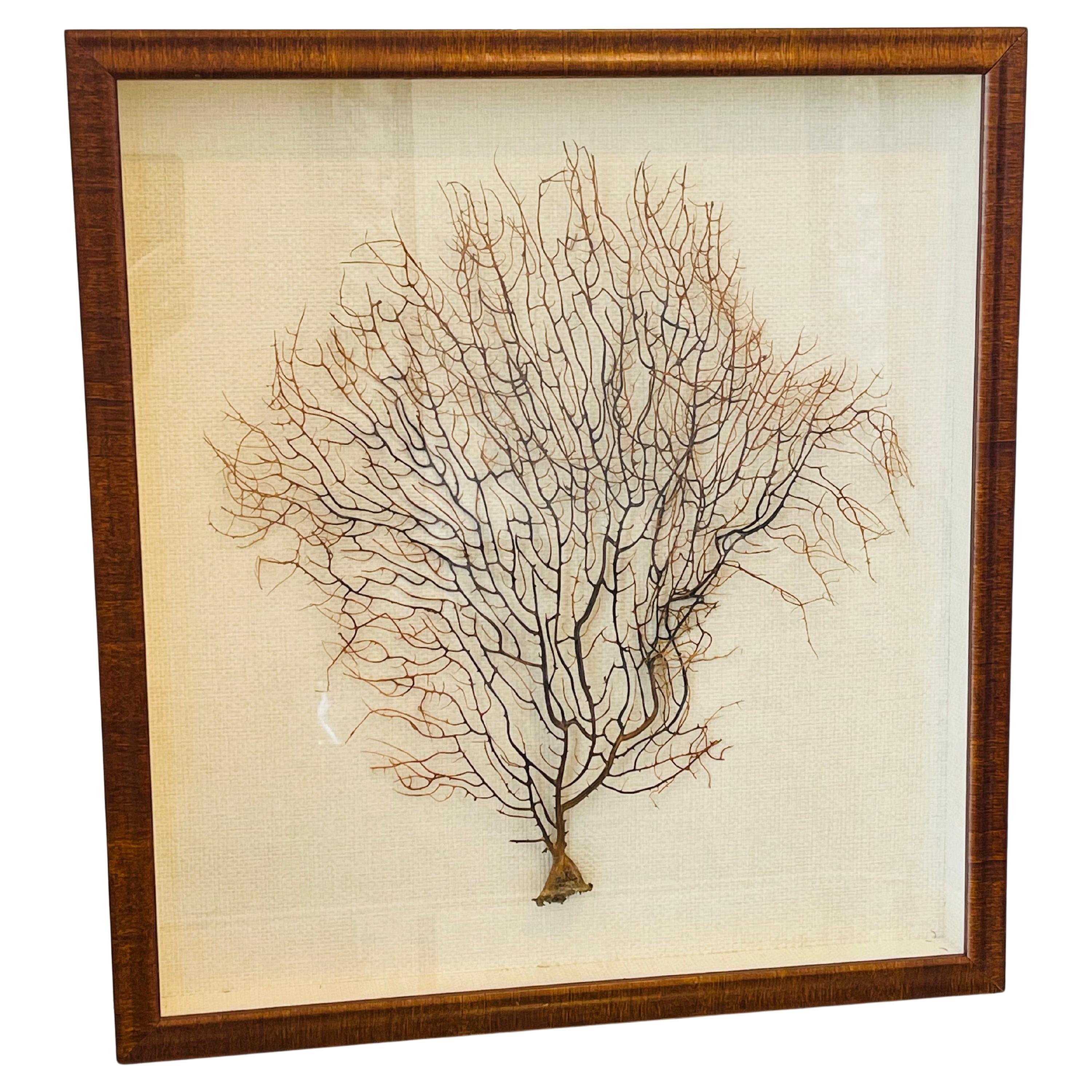 Vintage Sea Fan Shadow Box Wall Art, Framed Nutwood, 1950s Decor