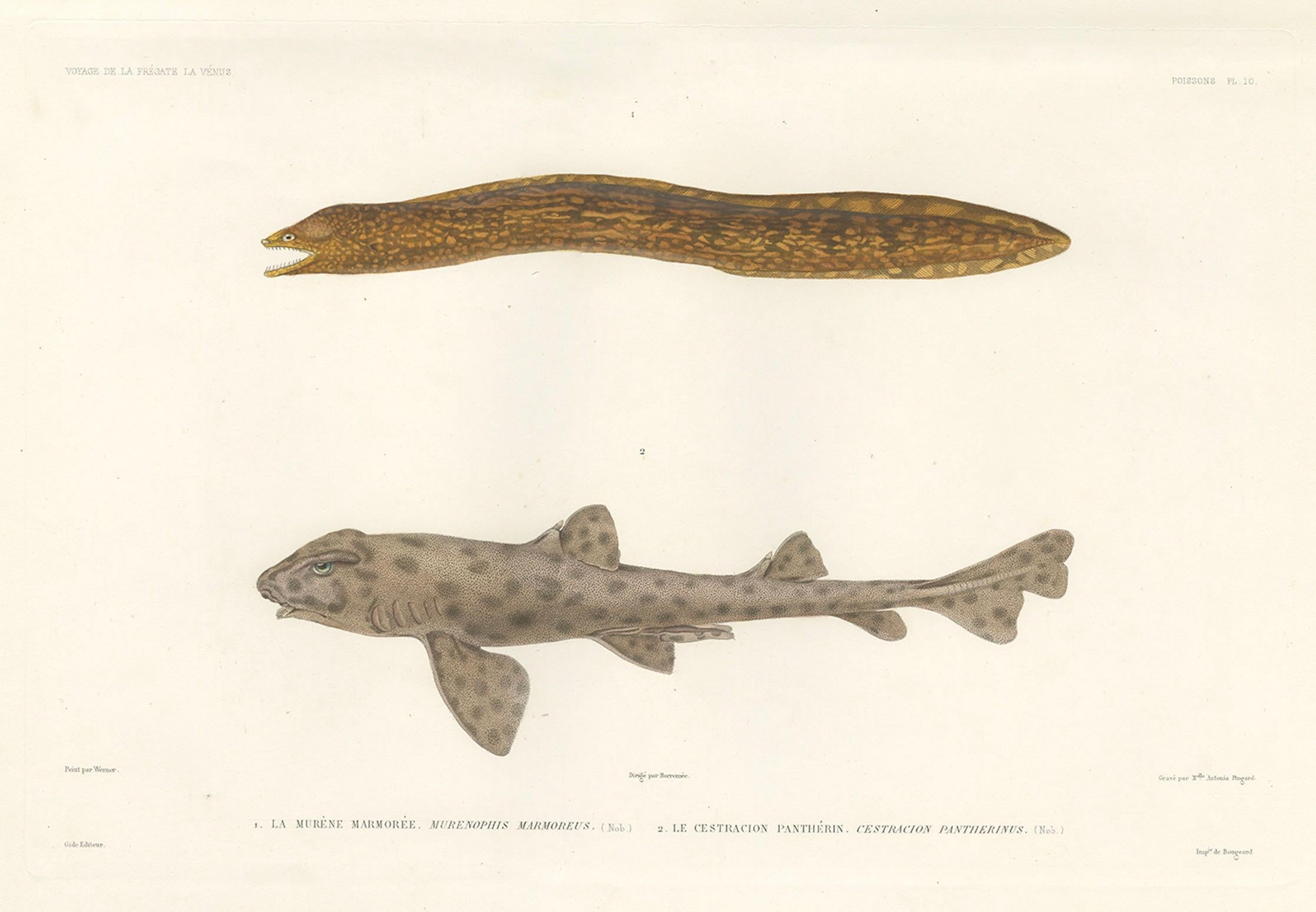 Antiker Druck einer Marmorierten Muräne und eines Panther-Katzenhais - Französische Reise, 1846

Diese handkolorierte Lithografie aus dem 19. Jahrhundert zeigt zwei faszinierende Meeresarten: Murænopis marmoreus (Marmorierte Muräne) und Cestracion