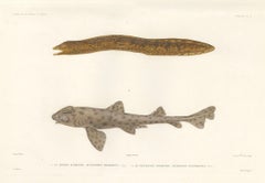 Vintage Sea Life Print – Moray Eel and Panther Shark from French Voyage