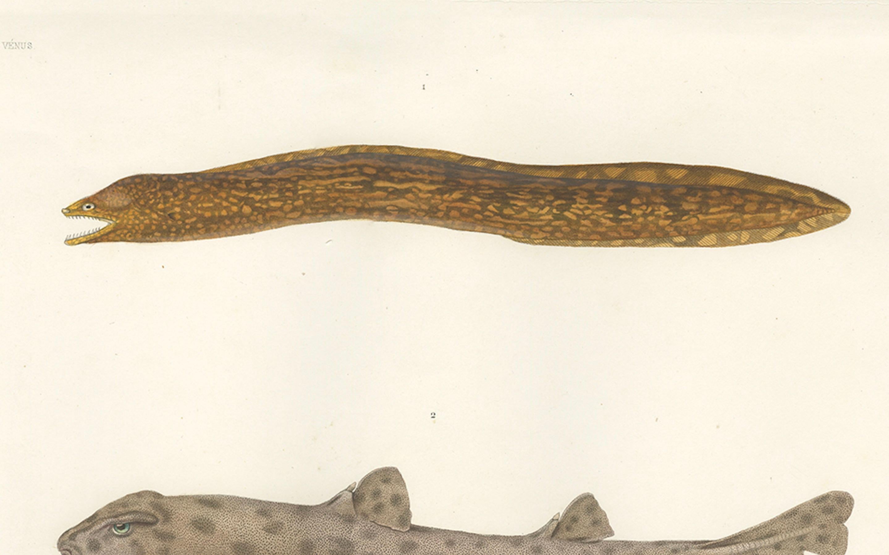 Vintage Sea Life Print - Muräne und Pantherhai von French Voyage (Französisch) im Angebot