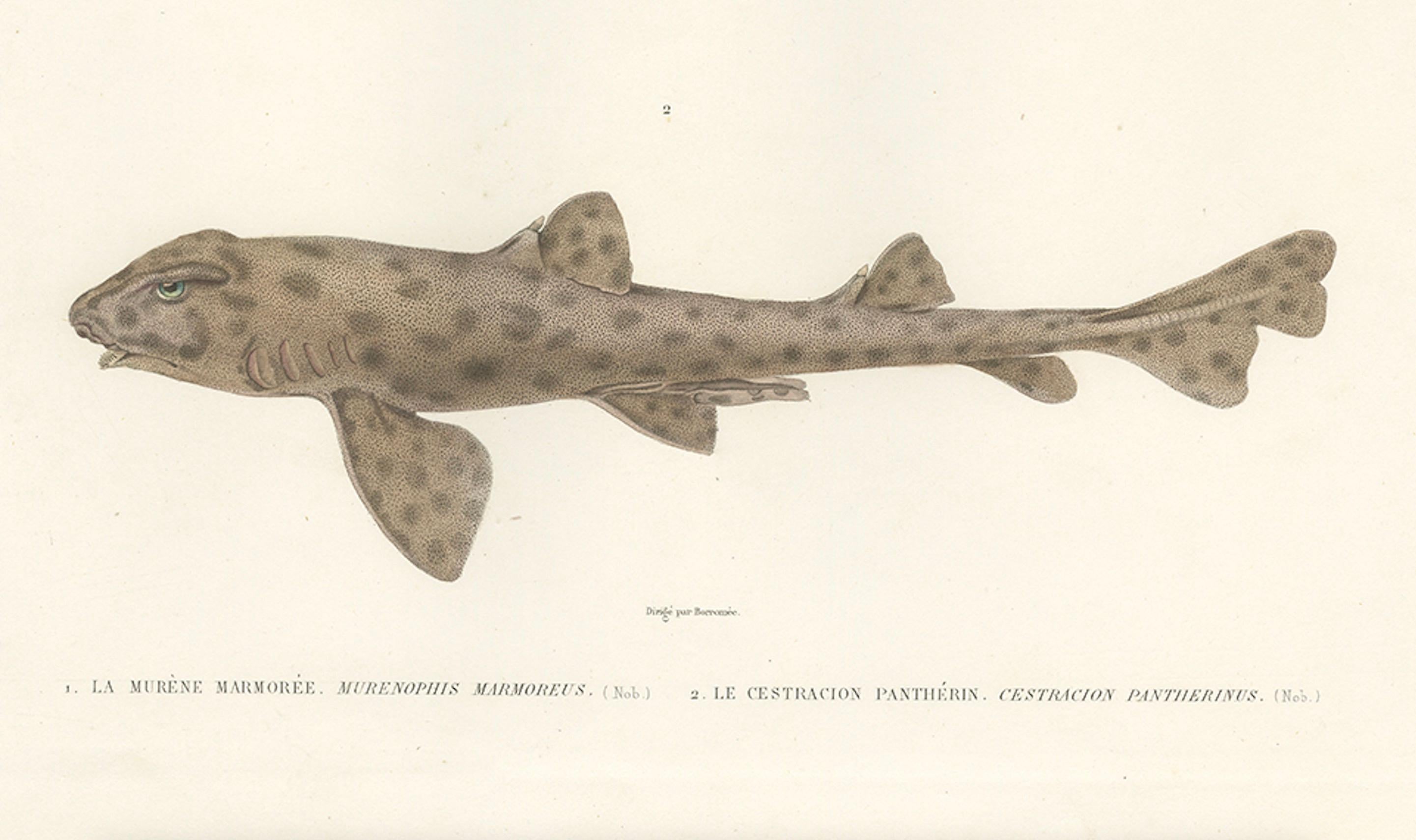 Vintage Sea Life Print - Muräne und Pantherhai von French Voyage im Zustand „Gut“ im Angebot in Langweer, NL