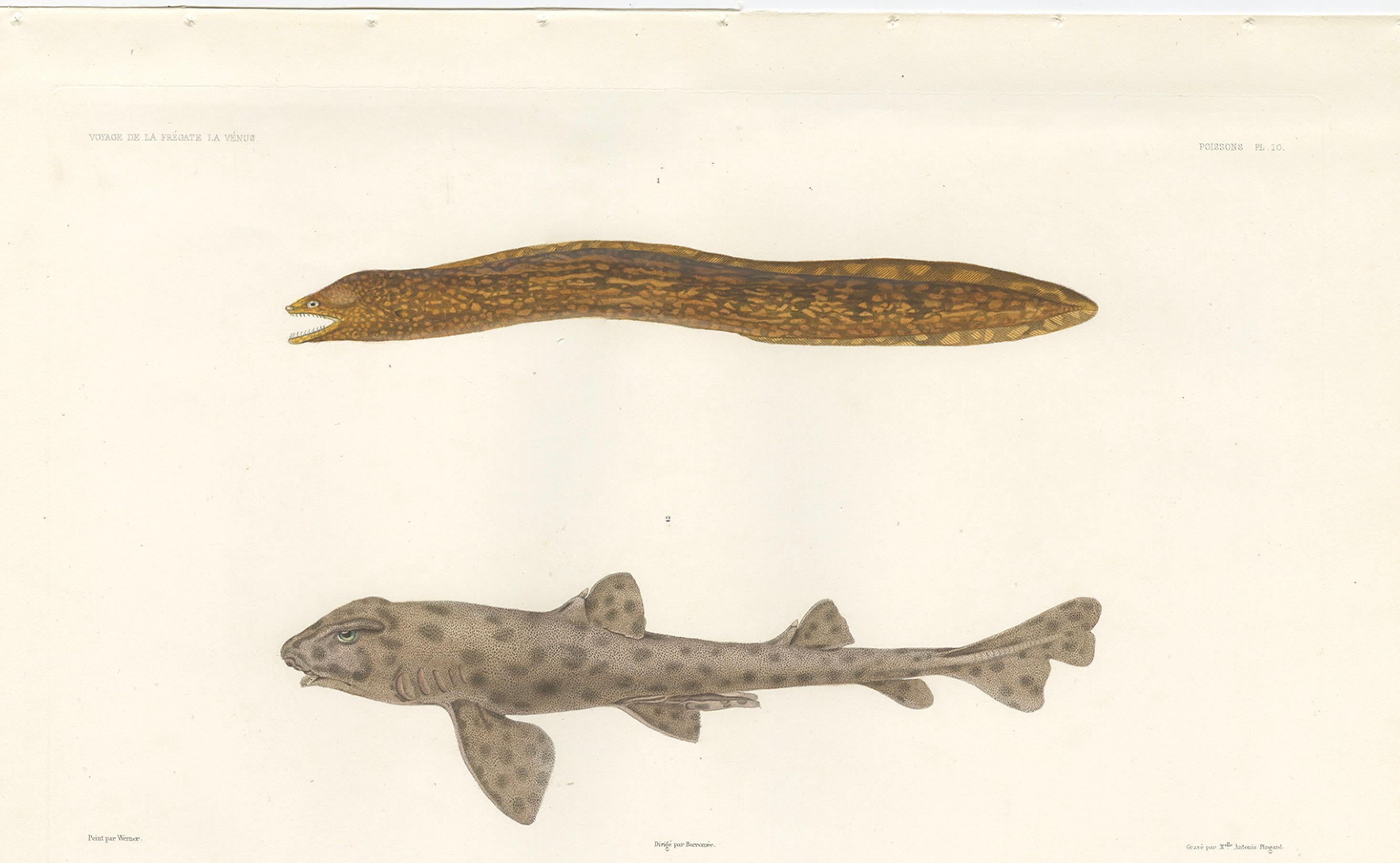 Vintage Sea Life Print - Muräne und Pantherhai von French Voyage (19. Jahrhundert) im Angebot