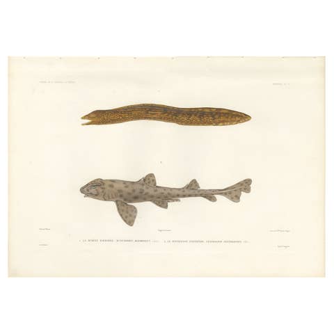 Vintage Sea Life Print – Moray Eel and Panther Shark from French Voyage