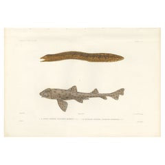 Antique Sea Life Print – Moray Eel and Panther Shark from French Voyage
