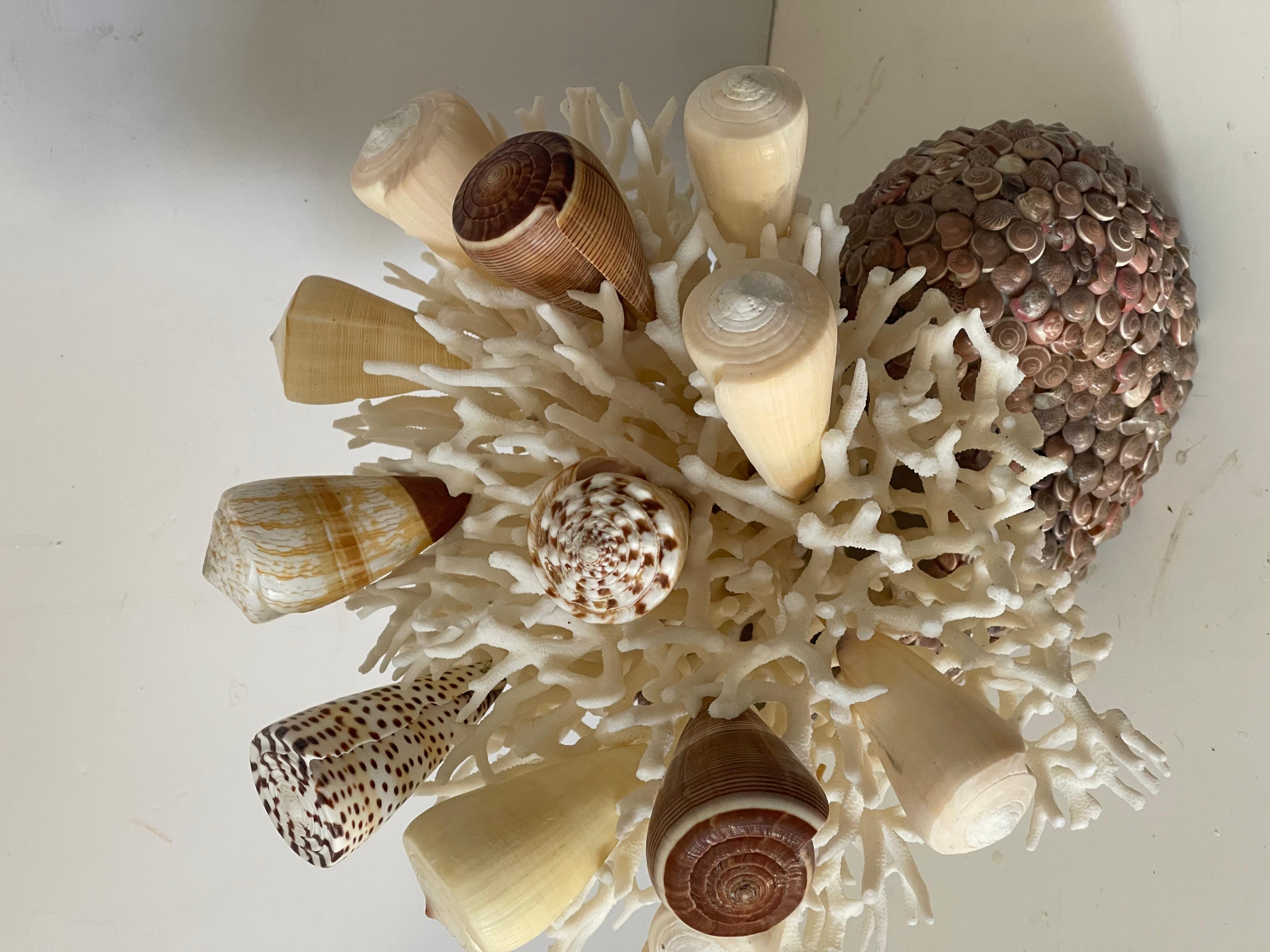 Américain Taxidermie vintage de coquillages de mer Taxidermie côtière en vente