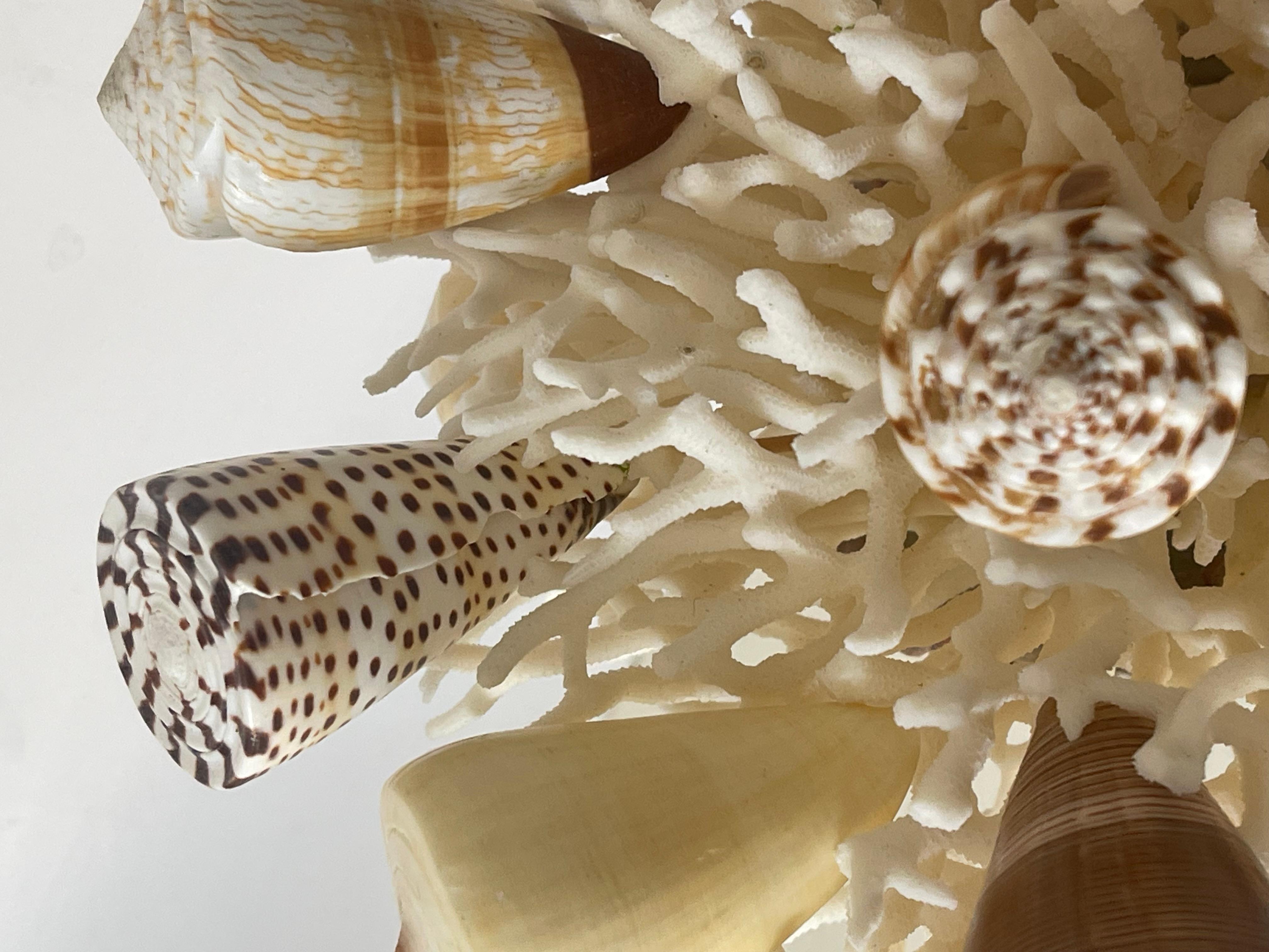 Taxidermie vintage de coquillages de mer Taxidermie côtière Bon état - En vente à Boca Raton, FL