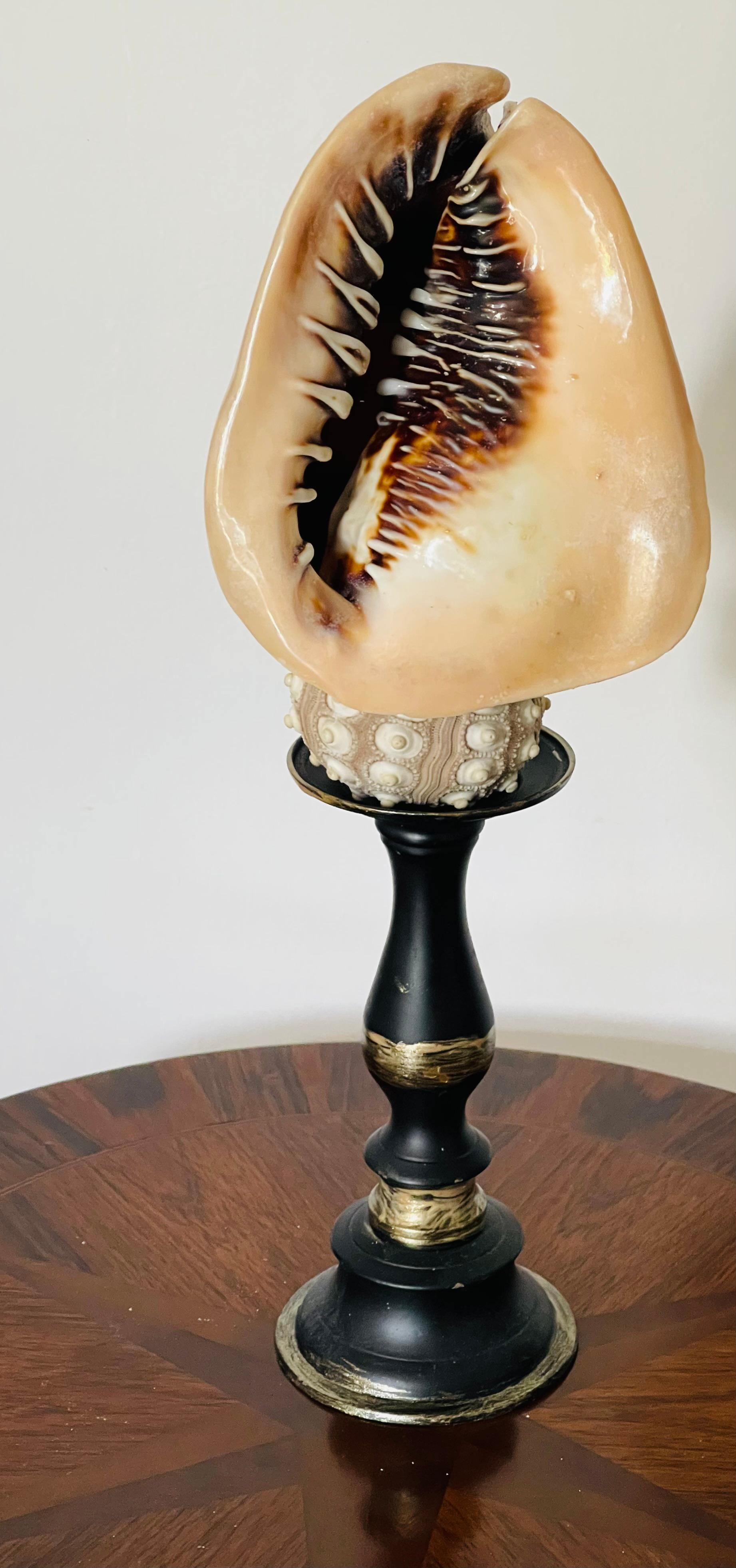 Esemplare marino vintage di Nature Beauty, conchiglia su supporto di riccio.