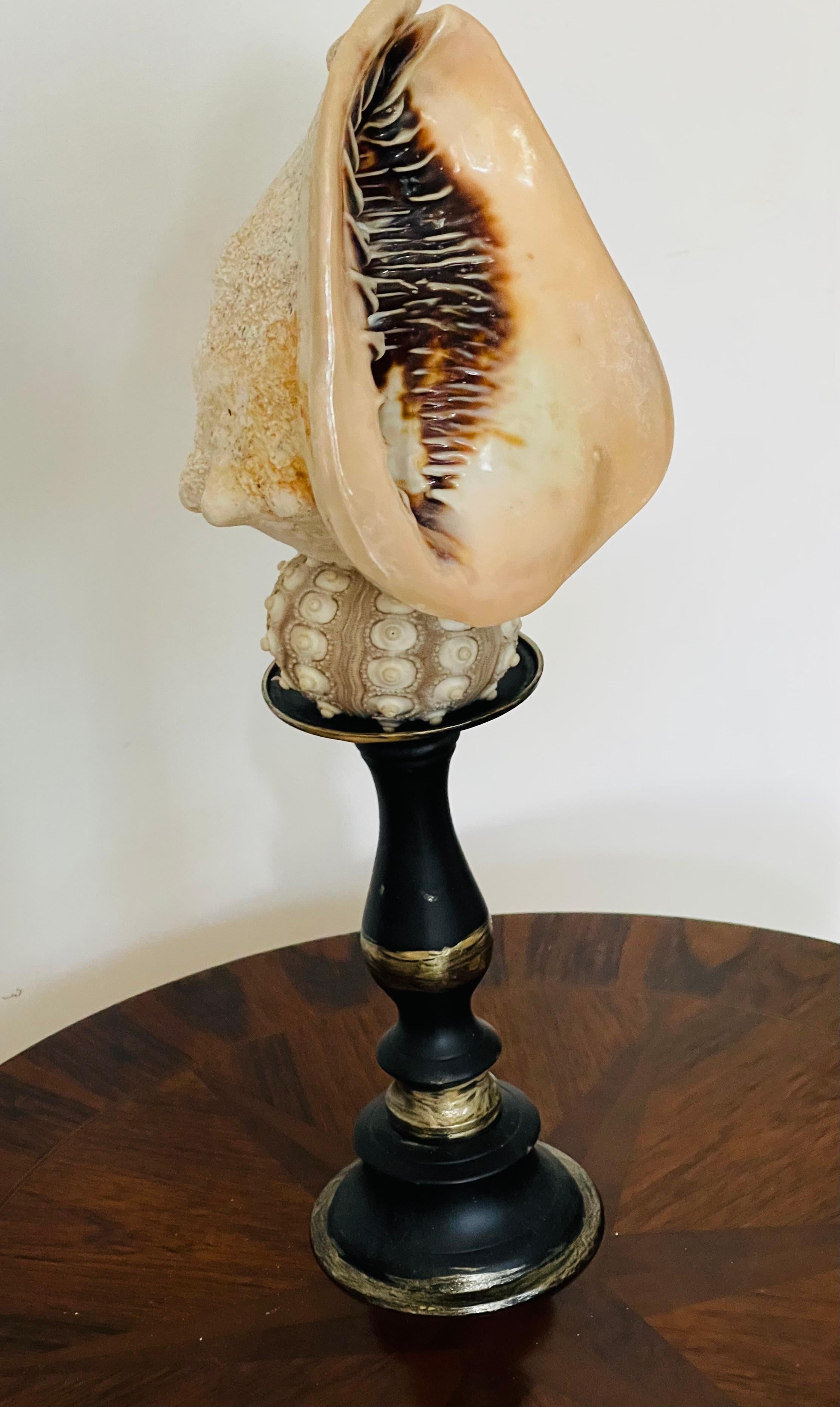 Organico moderno Tassidermia d'epoca di esemplari di conchiglie marine su cavalletto in vendita