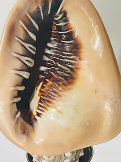 Pair Sea Shell Marine Specimen Taxidermy on Stand