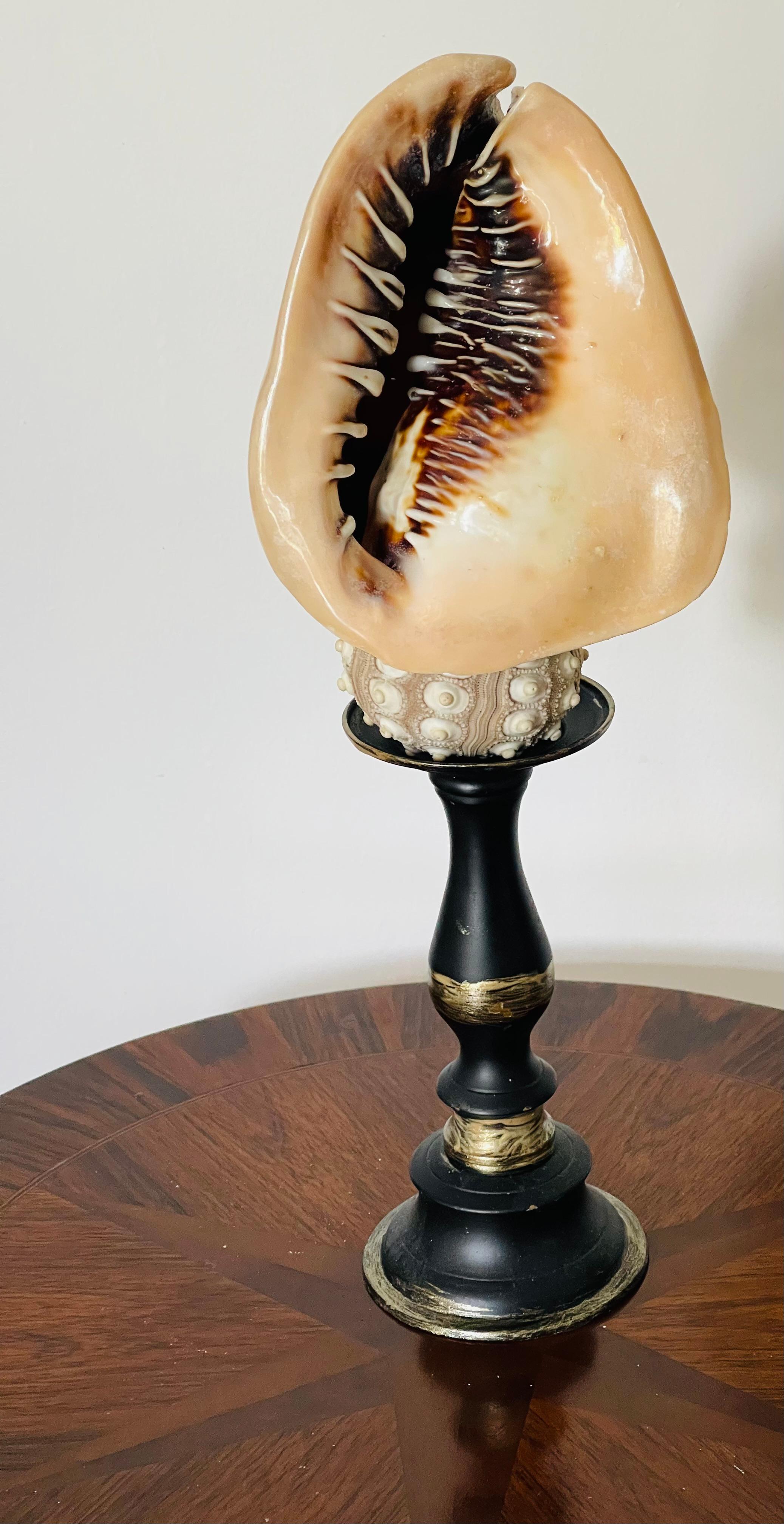 Tassidermia d'epoca di esemplari di conchiglie marine su cavalletto In condizioni buone in vendita a Boca Raton, FL