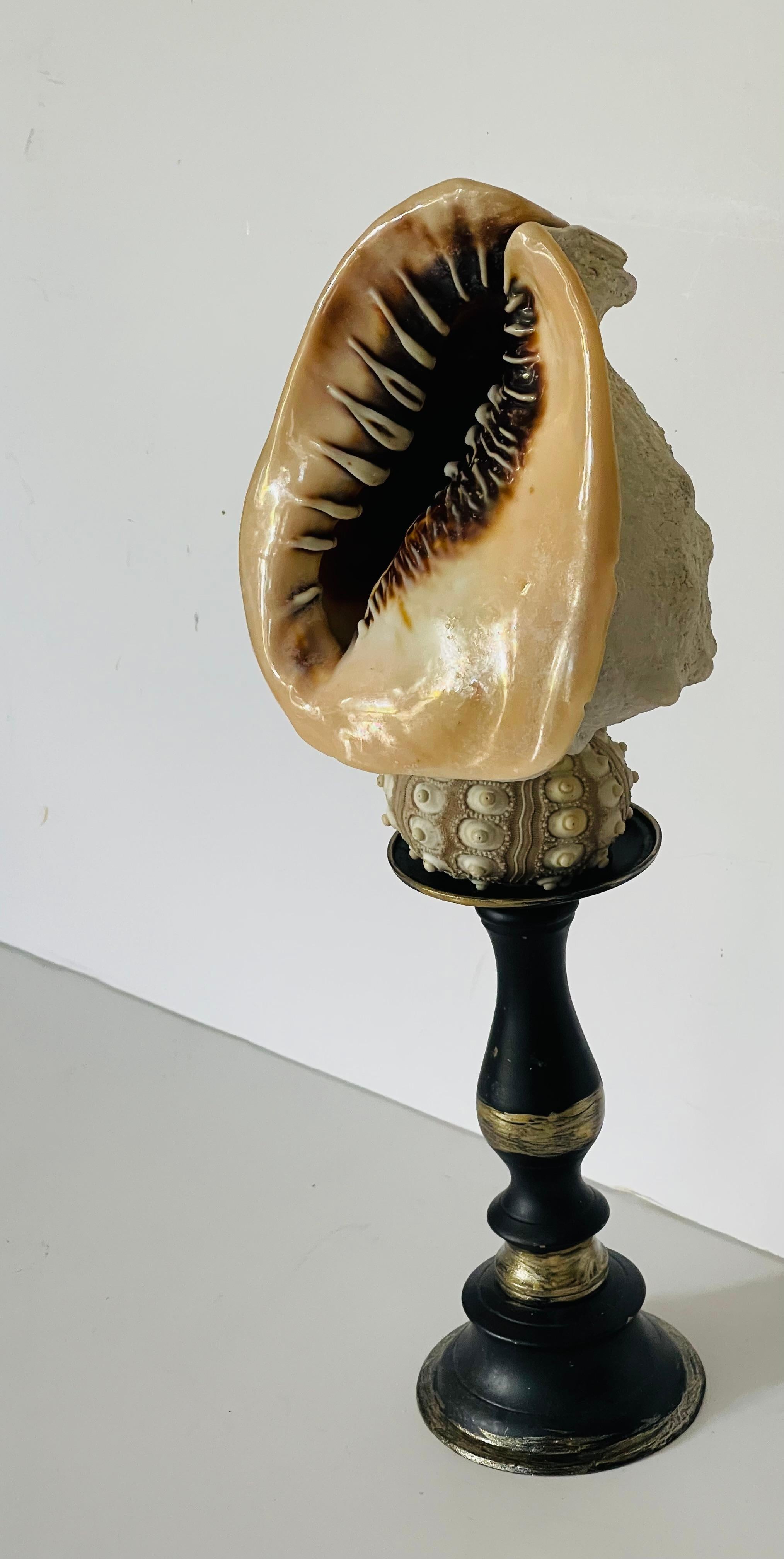 Fine XX secolo Tassidermia d'epoca di esemplari di conchiglie marine su cavalletto in vendita