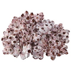 Vintage Sea Shell, Pink, Large