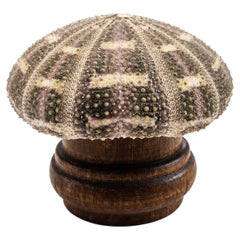 Vintage Sea Urchin Lamp