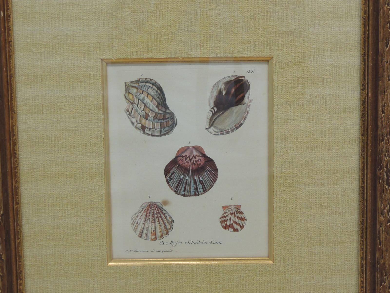 Vintage seashells specimen print
Framed with raffia and bark wood frame with gold leaf accent
Gold detail around the mat
Size: 18