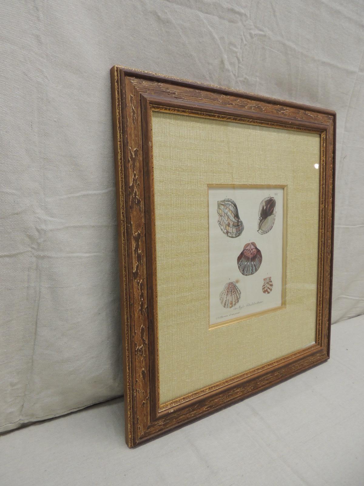 North American Vintage Seashells Specimen Framed Print