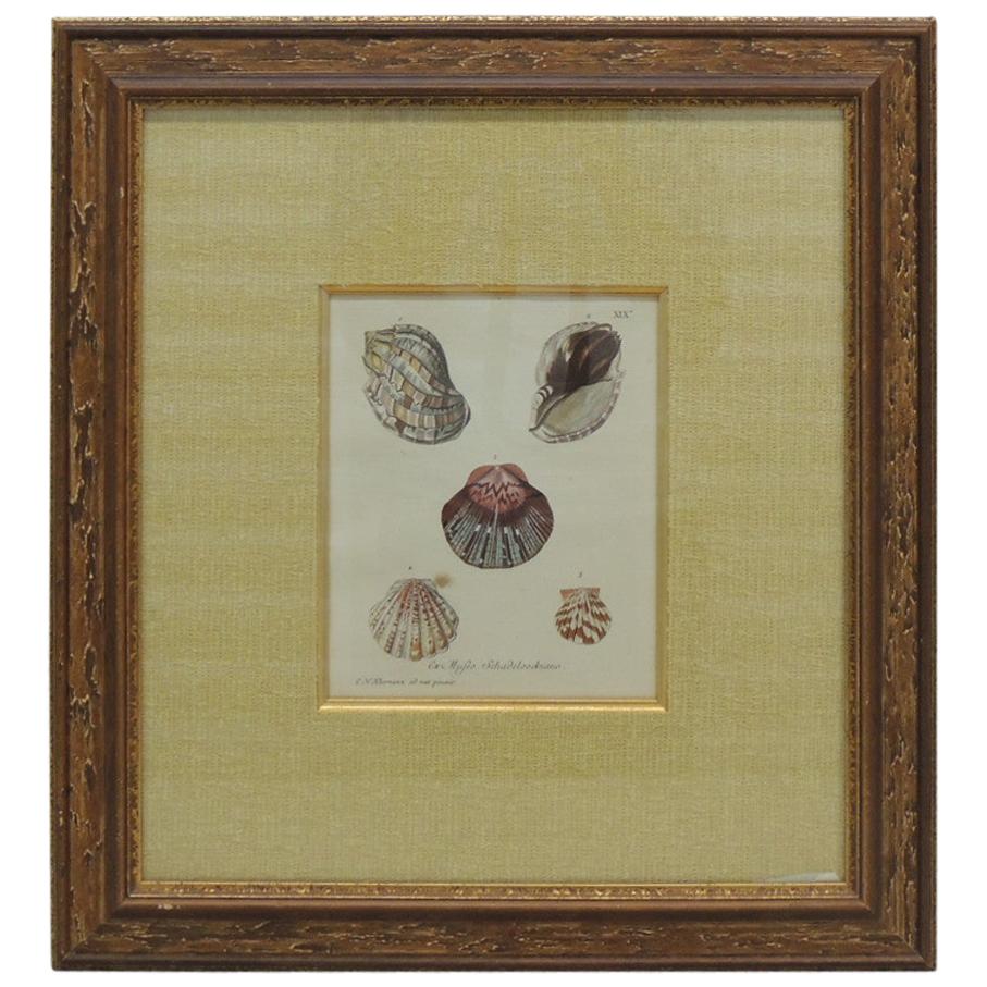 Vintage Seashells Specimen Framed Print