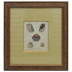 Vintage Seashells Specimen Framed Print