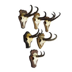 Vintage Set of Six Chamois Trophies on Shaped Plaques, Germany ca. 1960s