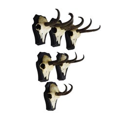 Vintage Set of Six Chamois Trophies on Shaped Plaques, Germany ca. 1980s