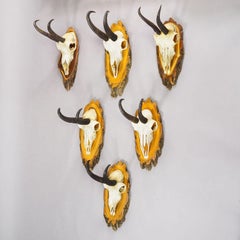 Vintage Set of Six Chamois Trophies on Wooden Plaques, Germany ca. 1950s
