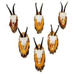 Vintage Set of Six Chamois Trophies on Wooden Plaques, Germany ca. 1950s