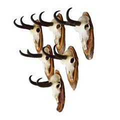 Vintage Set of Six Chamois Trophies on Wooden Plaques, Germany ca. 1970s