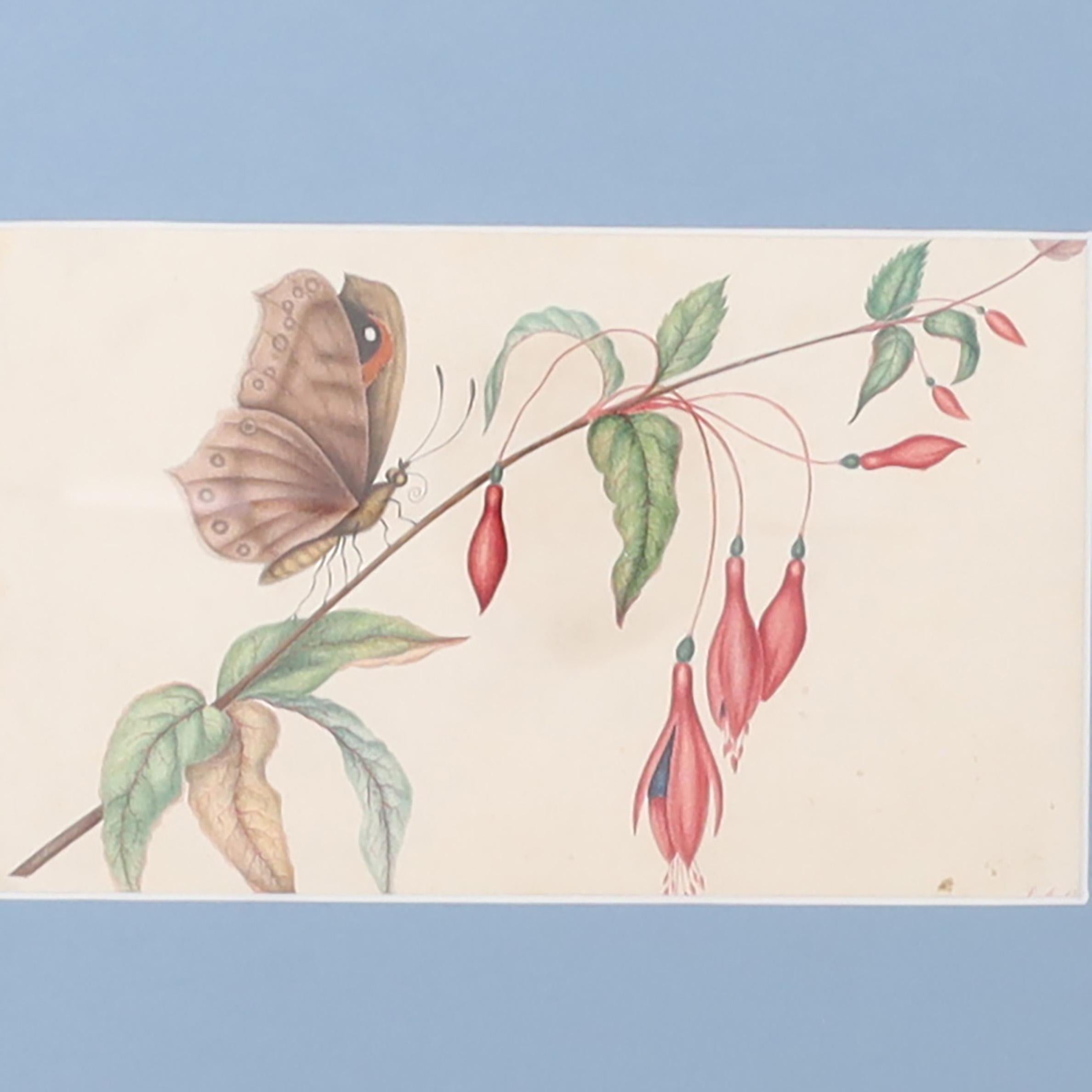 20th Century Vintage Set of Six Moth Watercolors For Sale