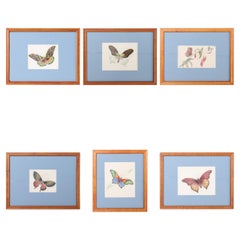Ensemble vintage de six aquarelles Moth