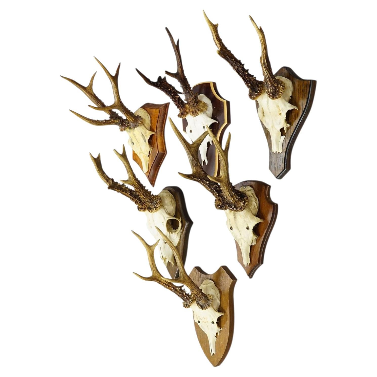 Vintage Set of Six Roe Deer Trophies on Wooden Plaques Germany ca. 1950/1960s