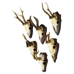 Vintage Set of Six Roe Deer Trophies on Wooden Plaques Germany ca. 1960s