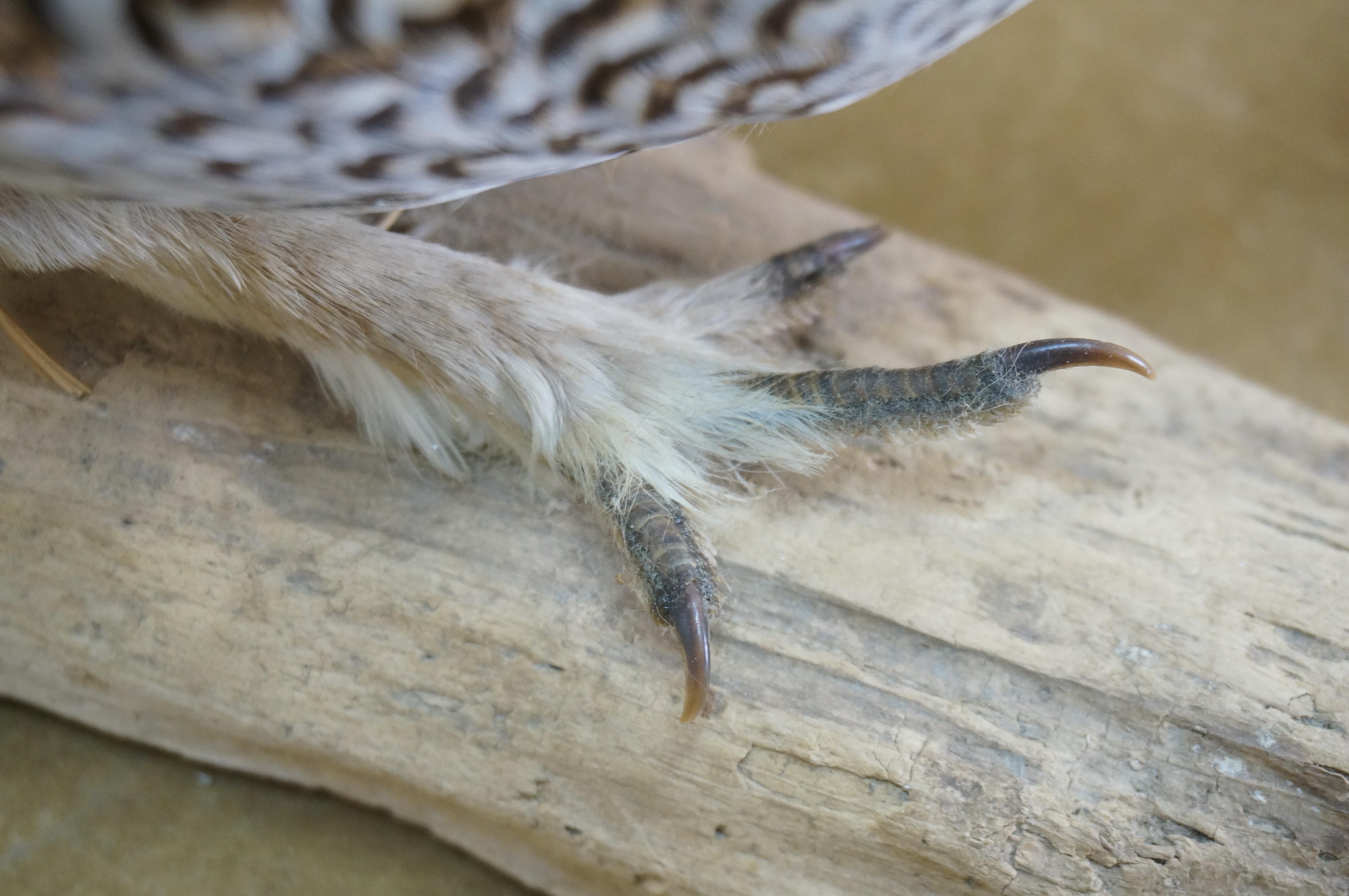 Vintage Sharptail Grouse Taxidermy Ptarmigan Pheasant Bird Mount 14